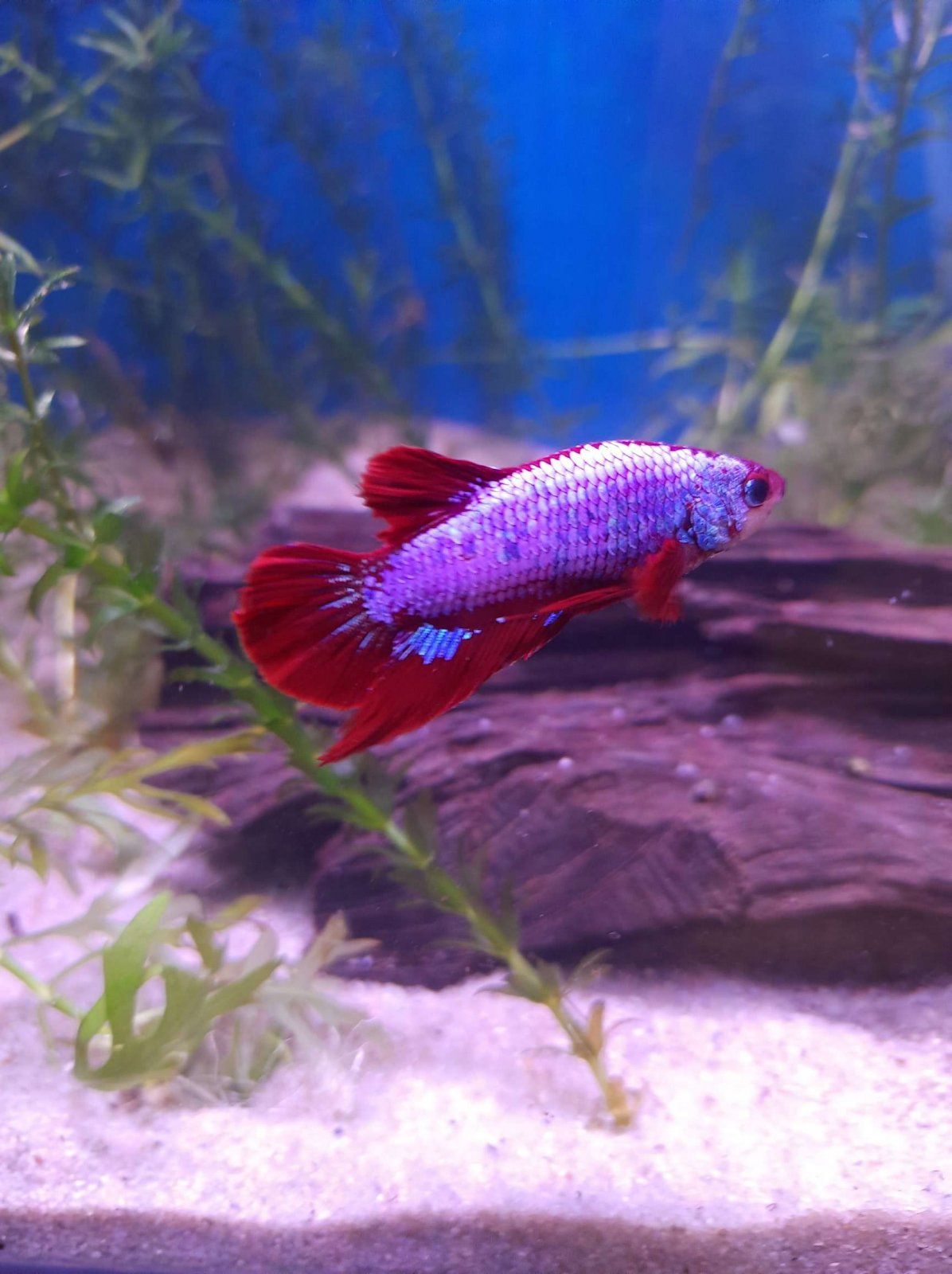 my new betta.JPEG