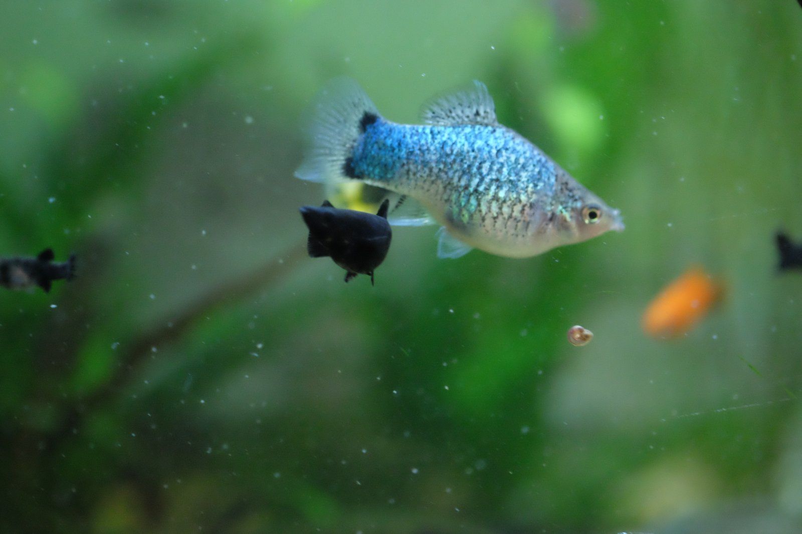 myblueplaty57.JPG