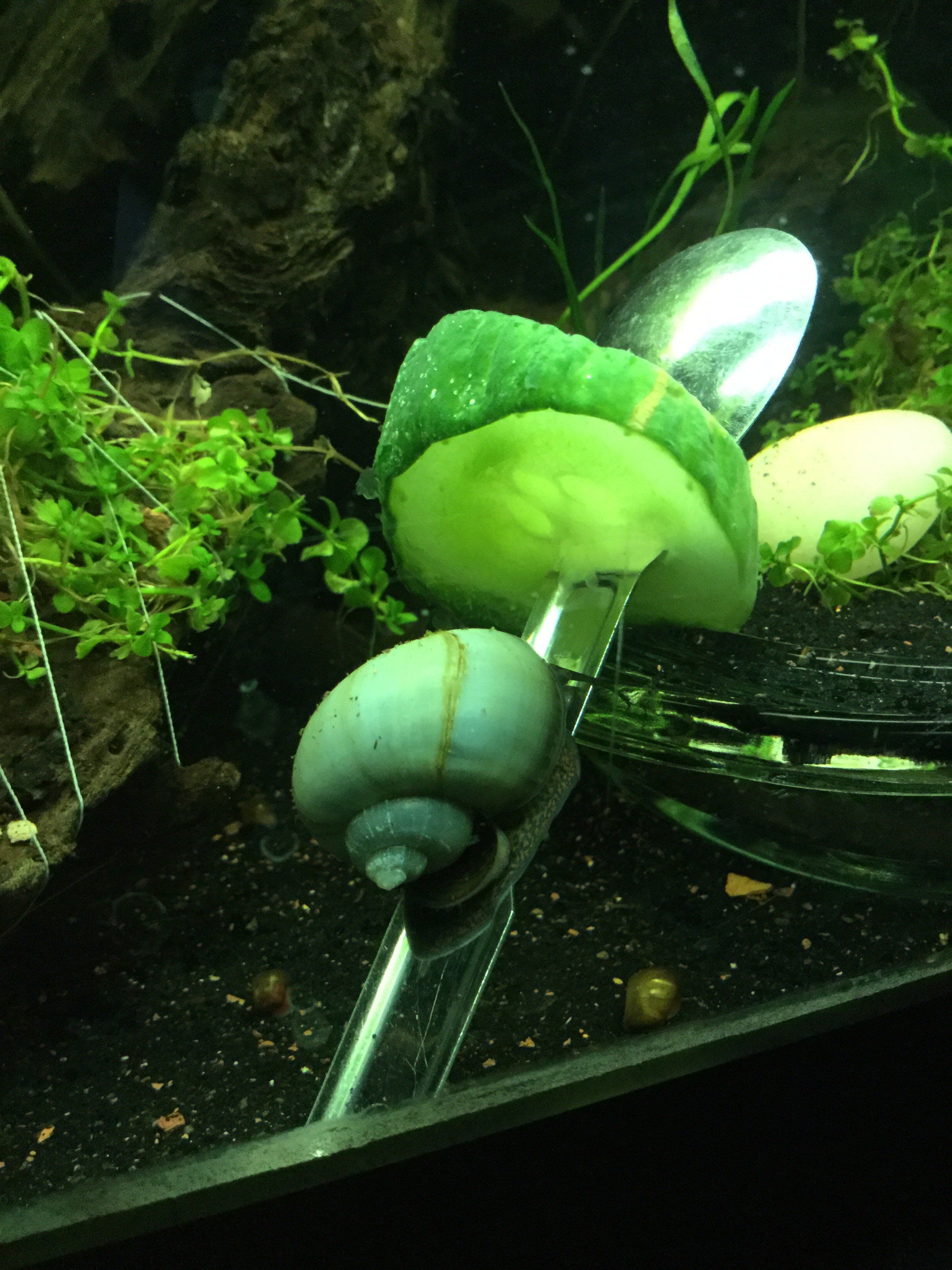 Mystery snail 4-4-17.JPG