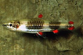 Nannostomus_trifasciatus3.jpg