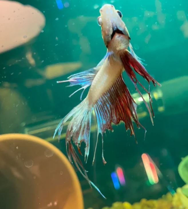 neo betta 2.JPG