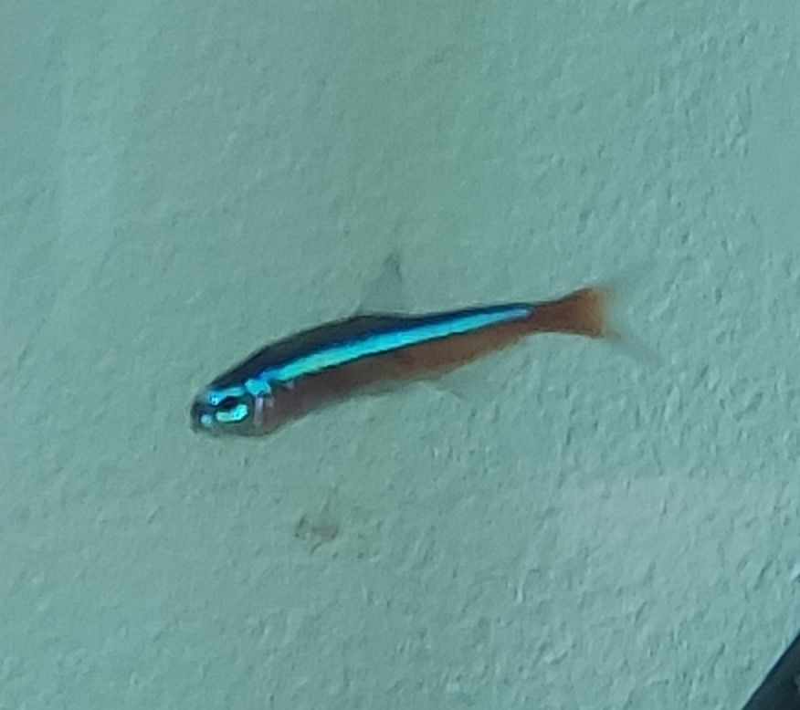 neon_tetra_disease.jpg