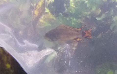 New Cockatoo Cichlid.JPG