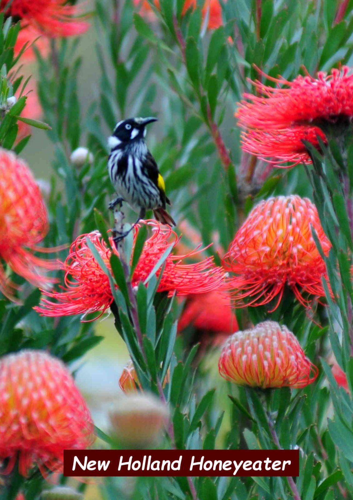 New Holland Honeyeater.jpg