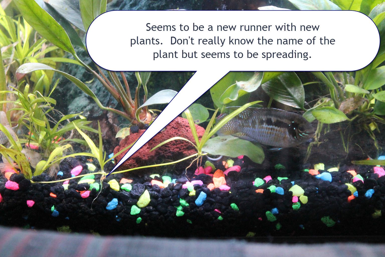 new plants-small.jpg