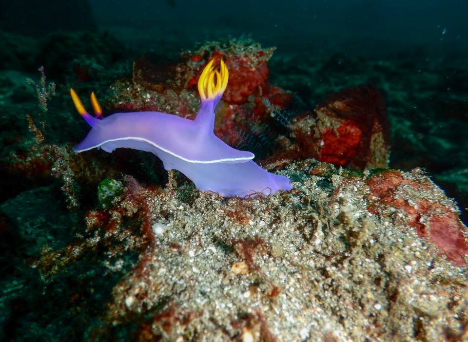 nudibranch.jpg