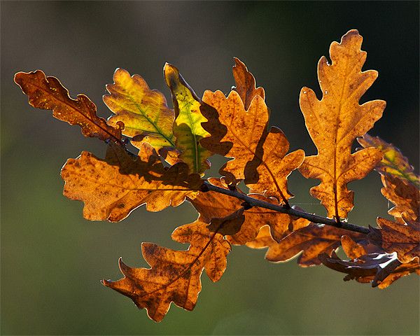 Oak-leaf.jpg