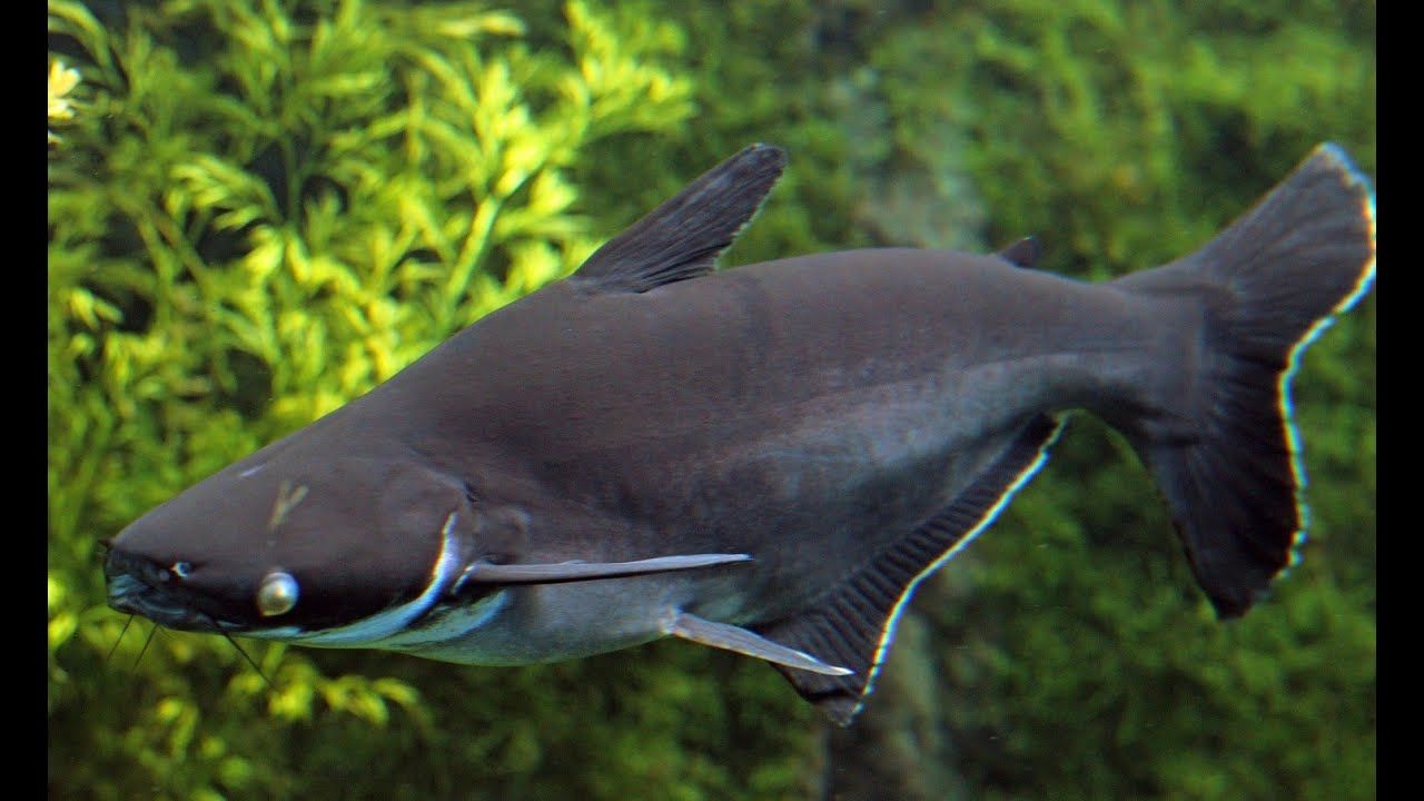 Pangasianodon hypophthalmus [iridescent shark catfish].jpg