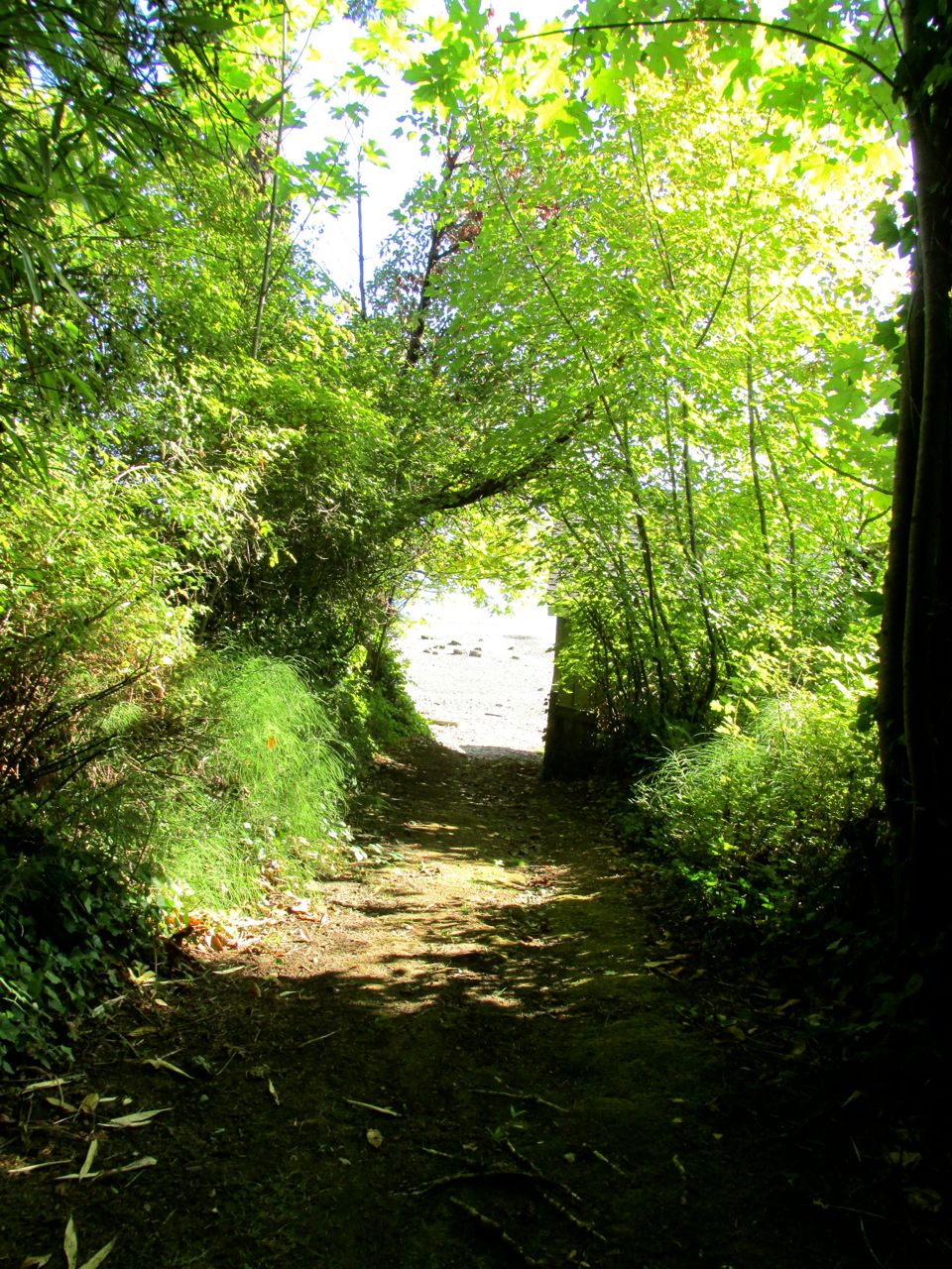 Path leading to beach Mill Bay.jpg