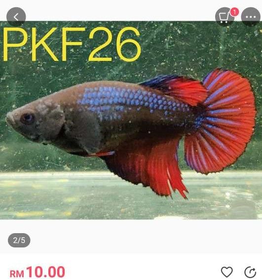 PKF26 female betta.JPEG