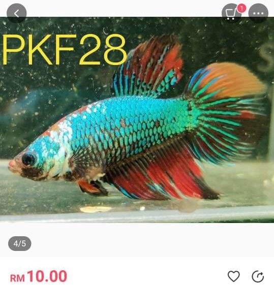 PKF28 female betta.JPEG