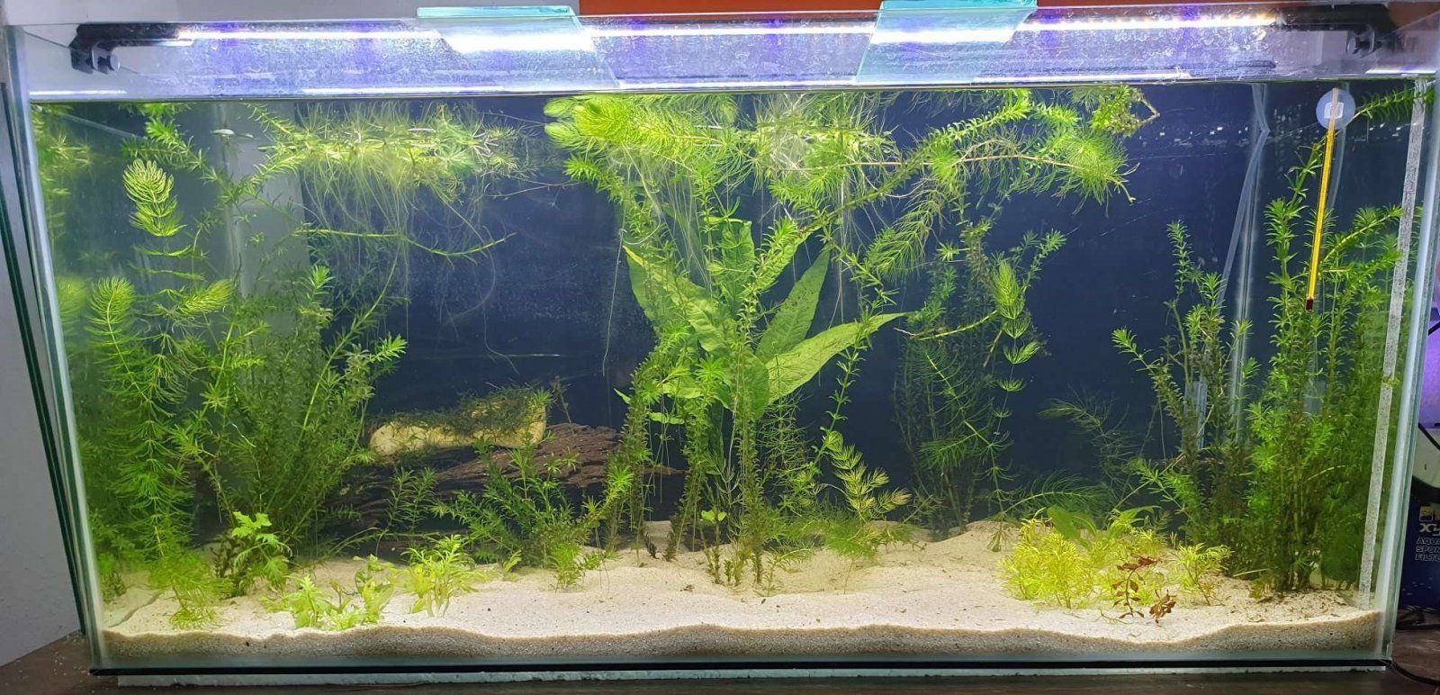 planted aquarium for journal.JPEG