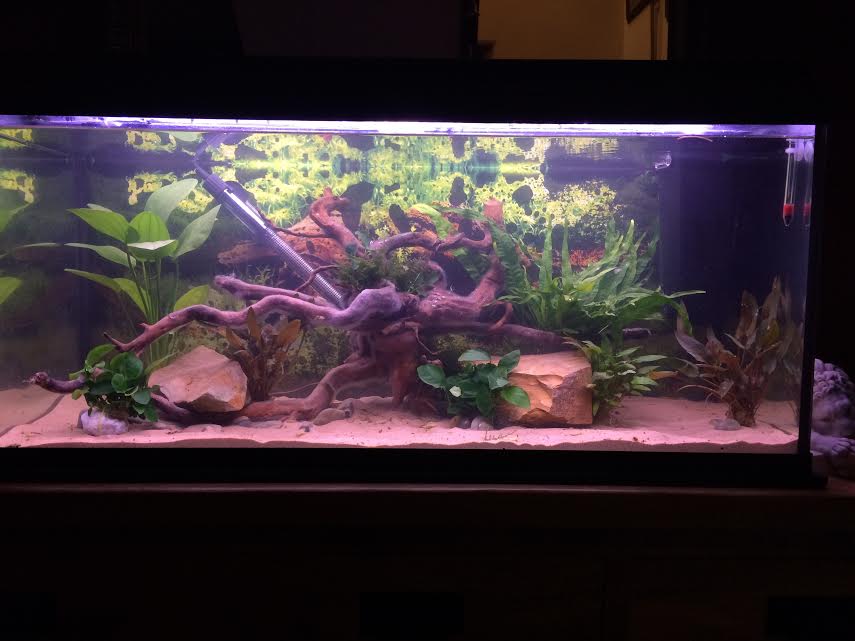 planted tank.jpg