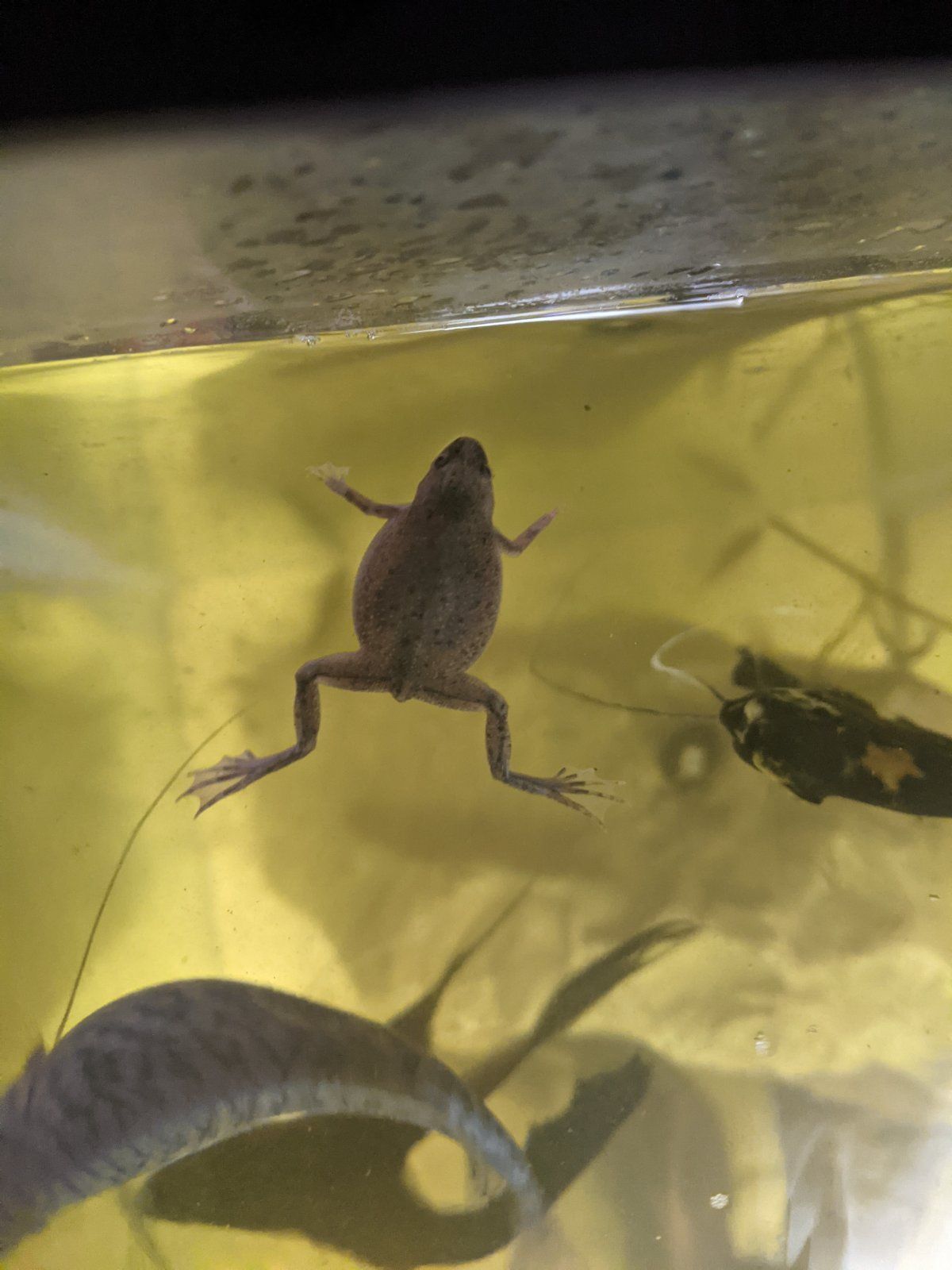 Pregnant clearance dwarf frog