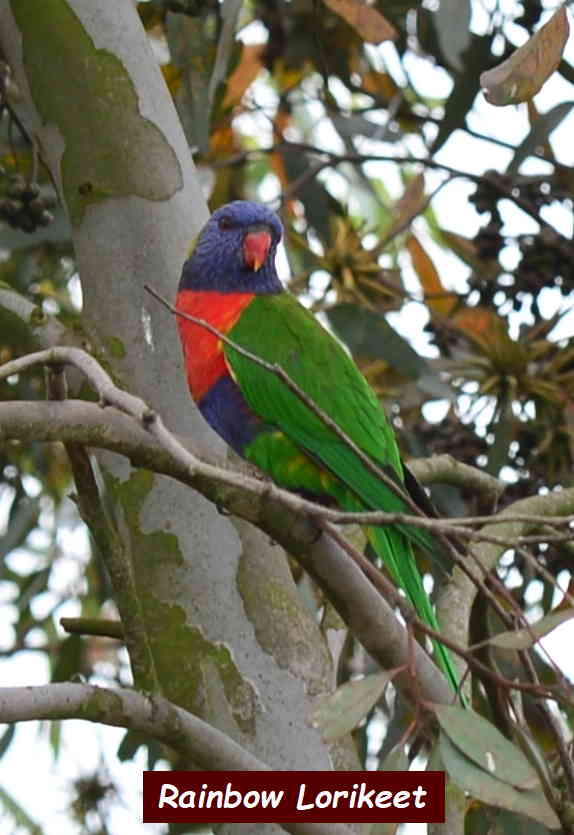 Rainbow Lorikeet.jpg