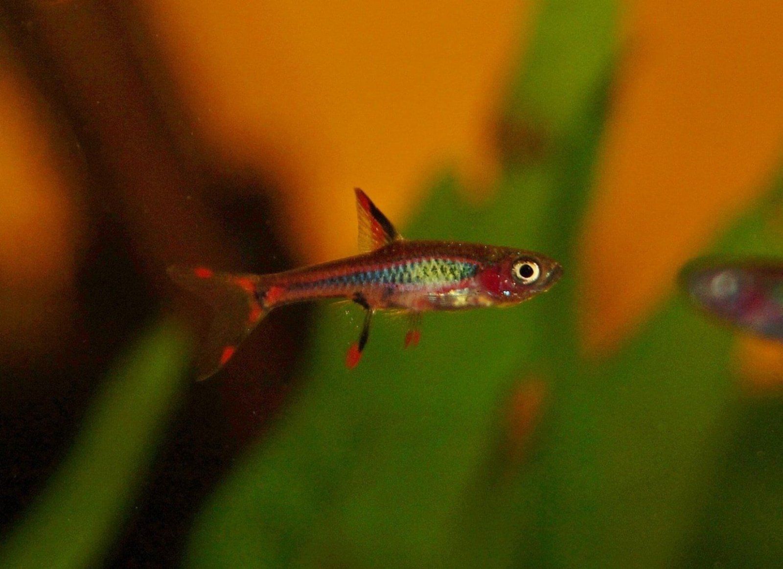 Rasbora_mosquito_2[1].jpg