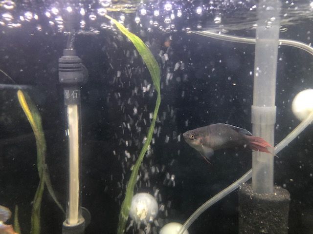 Red and Blue Gourami Female.JPG