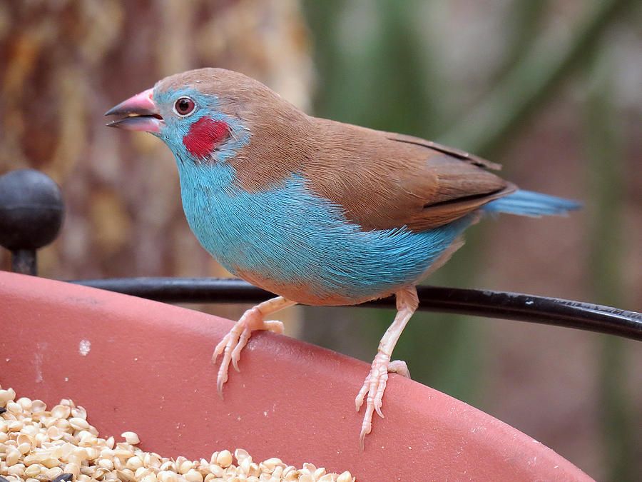 red-cheeked-cordon-bleu-finch-cynthia-frames (1).jpg