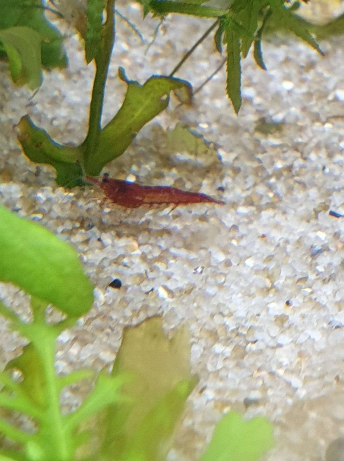 red cherry shrimp male.JPEG