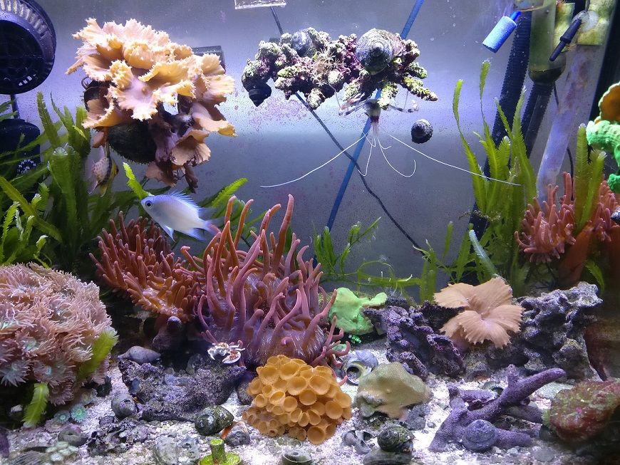 reef_july2019s.jpg