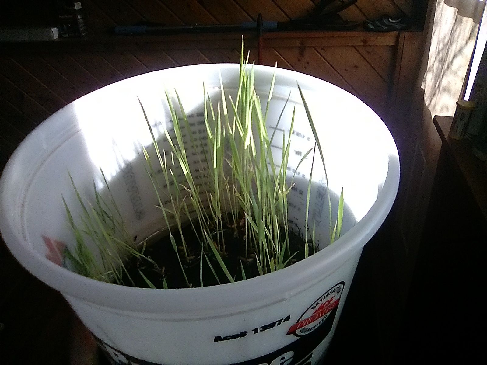 rice bucket.jpg