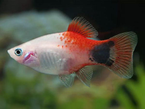 santa platy.jpg