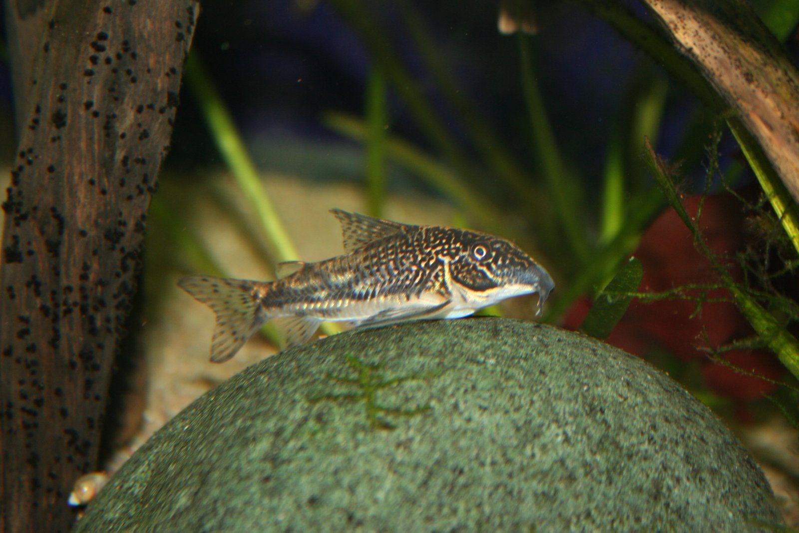 scleromystax barbatus 1.JPG