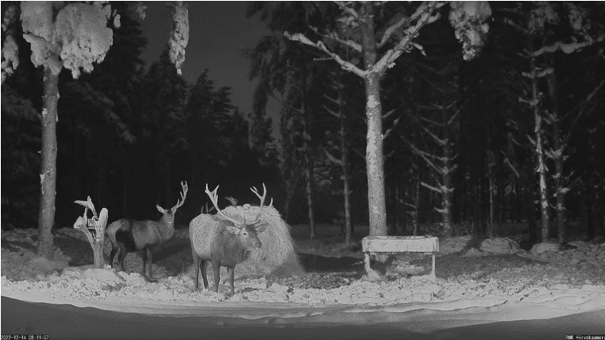 Screenshot 2022-12-14 at 06-11-32 【LIVE】 Live Cam Saaremaal - Wild Deer SkylineWebcams.png