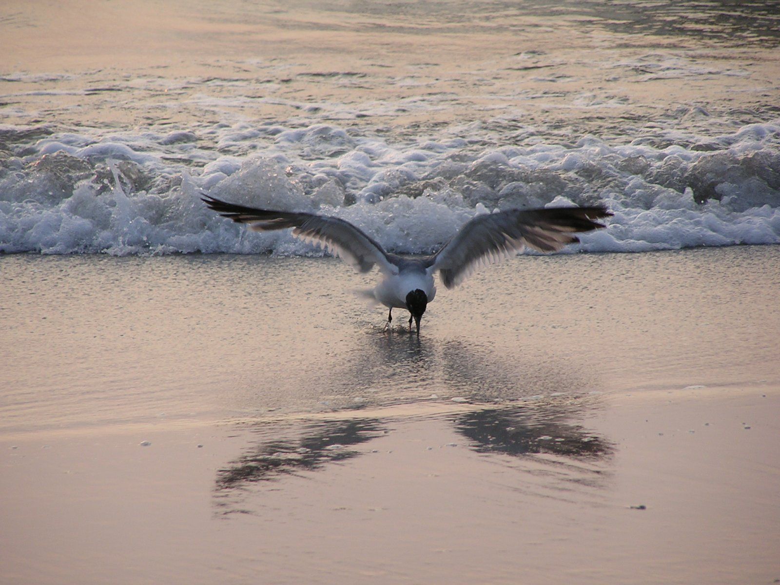 seagull-1.jpg