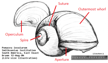 shell_diagrams1.png