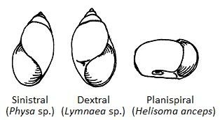 shell_diagrams2.jpg