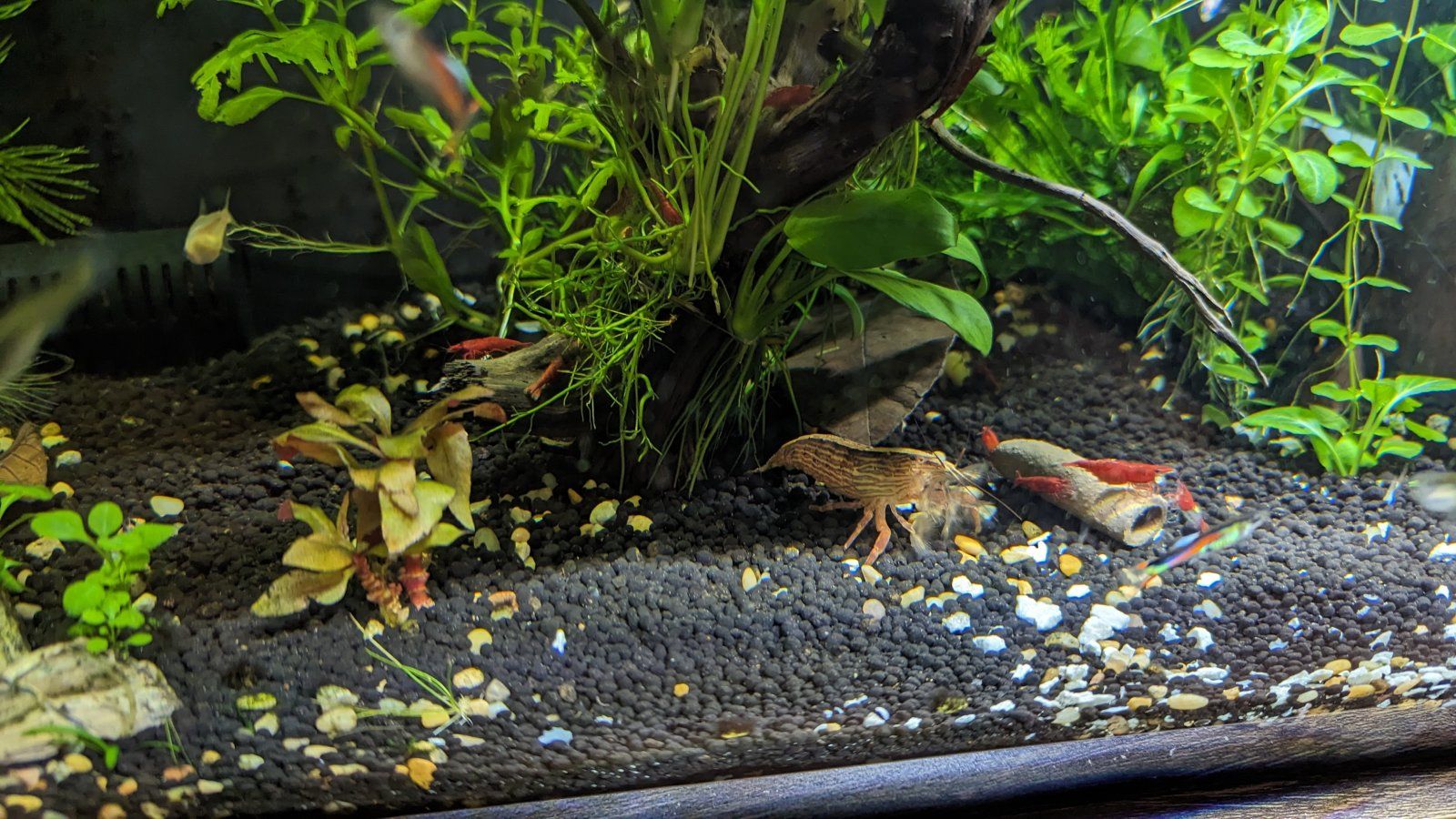 ShrimpTank2-5Mar24.jpg