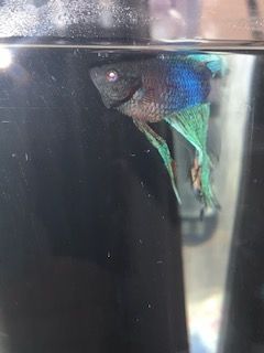 sick betta.jpg