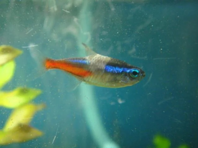 sick fish neon tetra disease1.jpg