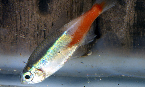 sick fish neon tetra disease3.jpg