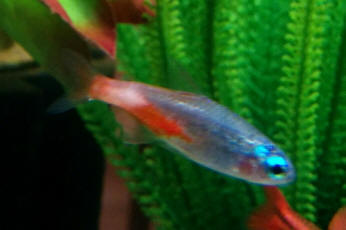 sick fish neon tetra disease4.jpg