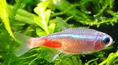 sick fish neon tetra disease5.jpg