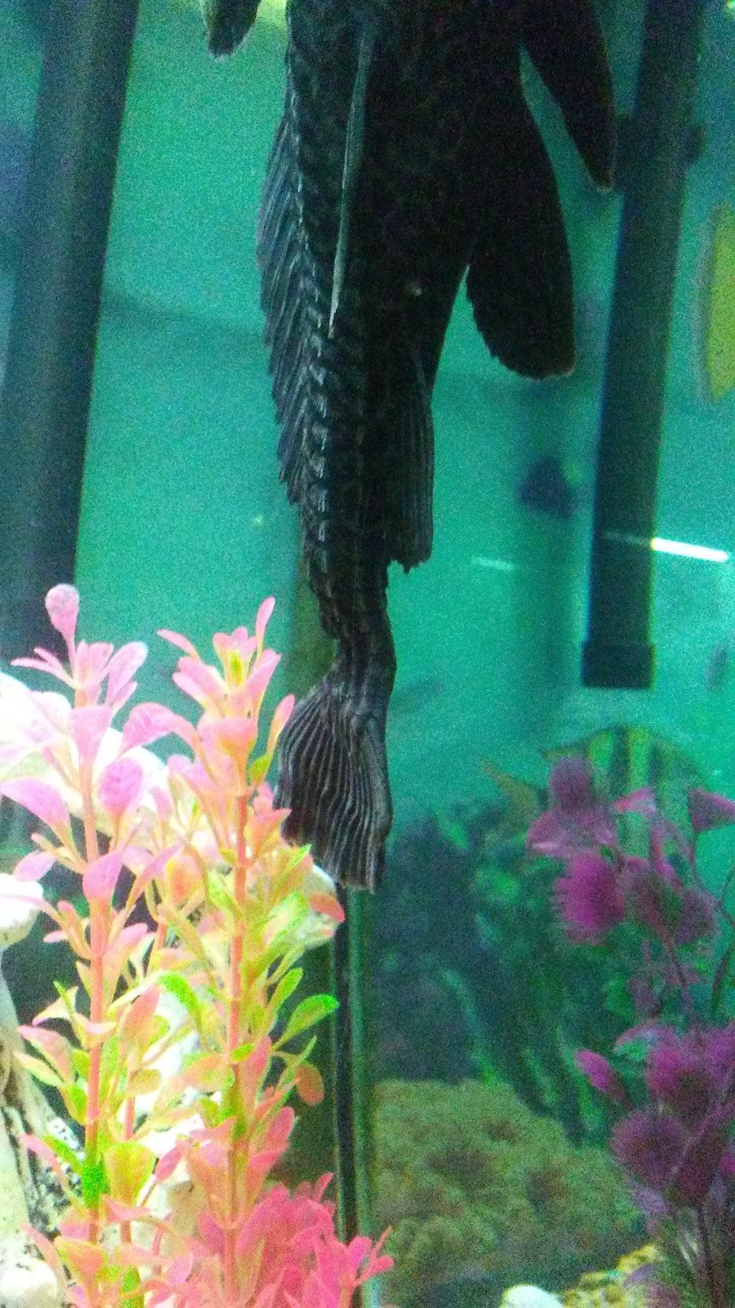 Side view of pleco.jpg