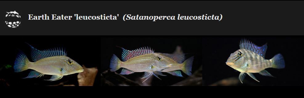 SP Leucosticta.JPG