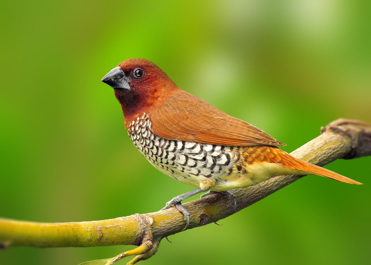 Spice-Finch-Pictures.jpg