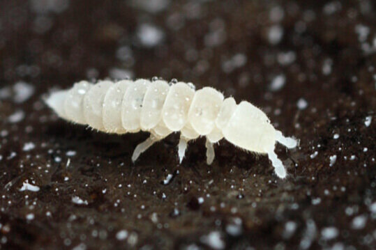 springtail.jpg