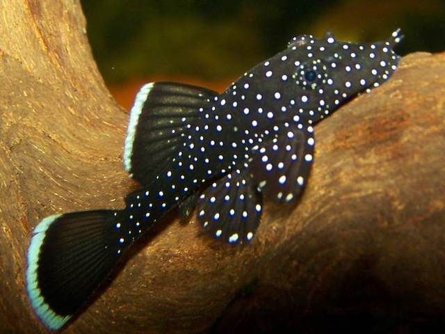 starlightPleco.jpg