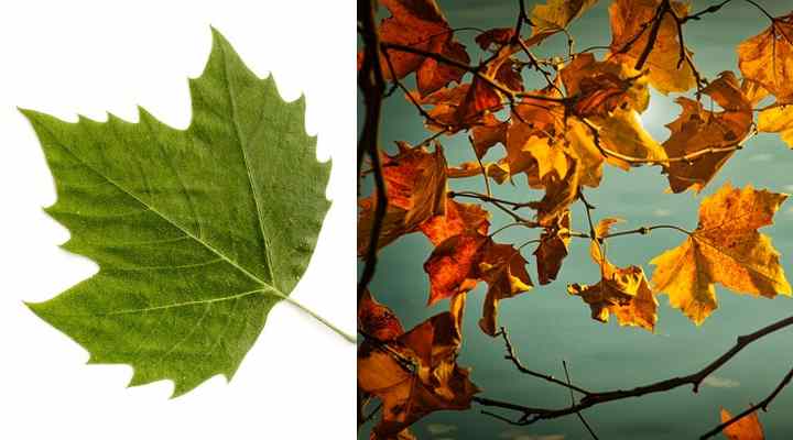 sycamore-leaves.jpg