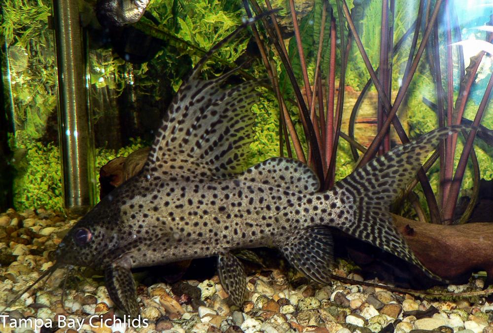 Synodontis_Eupteru.jpg