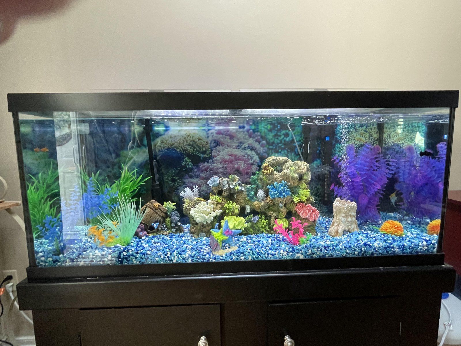 Tank Setup (minus one plant decoration).jpg