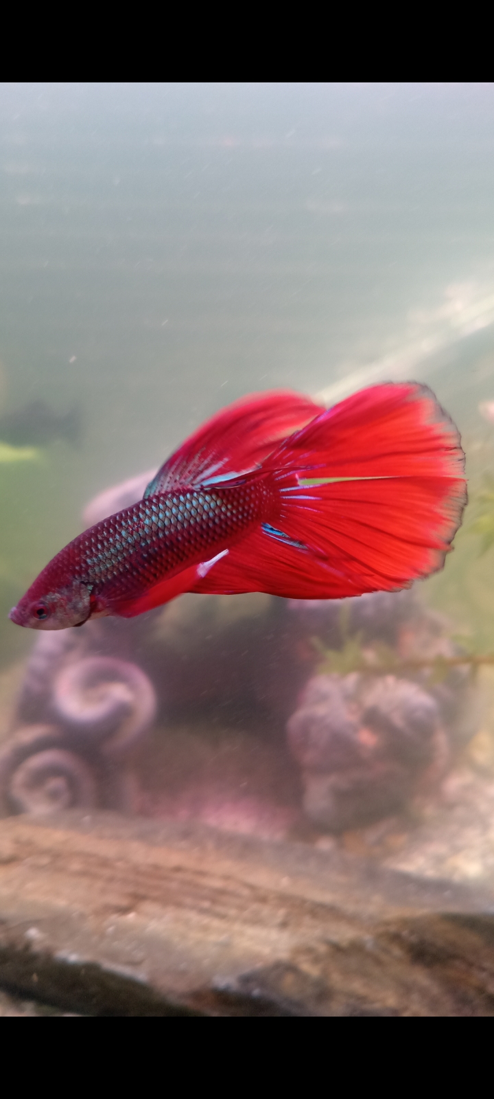 Ted the betta 2.jpg