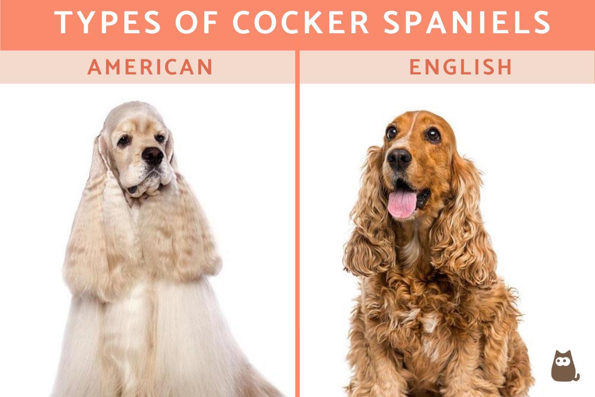 types_of_cocker_spaniels_4298_orig.jpg