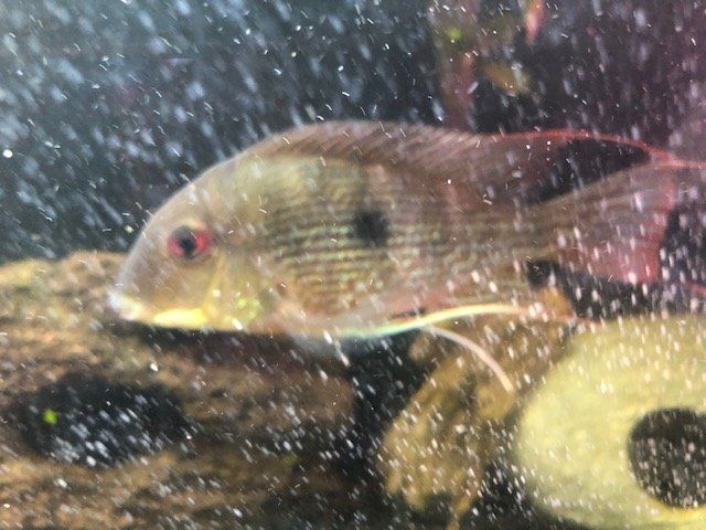 Unknown Cichlid.jpg