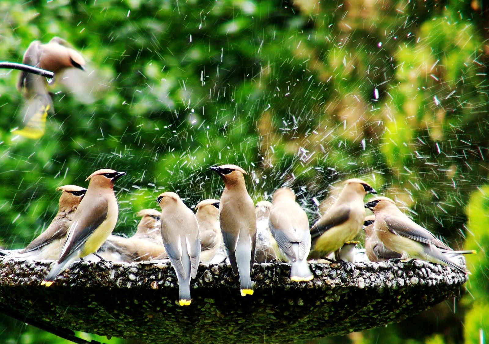 waxwings.jpg