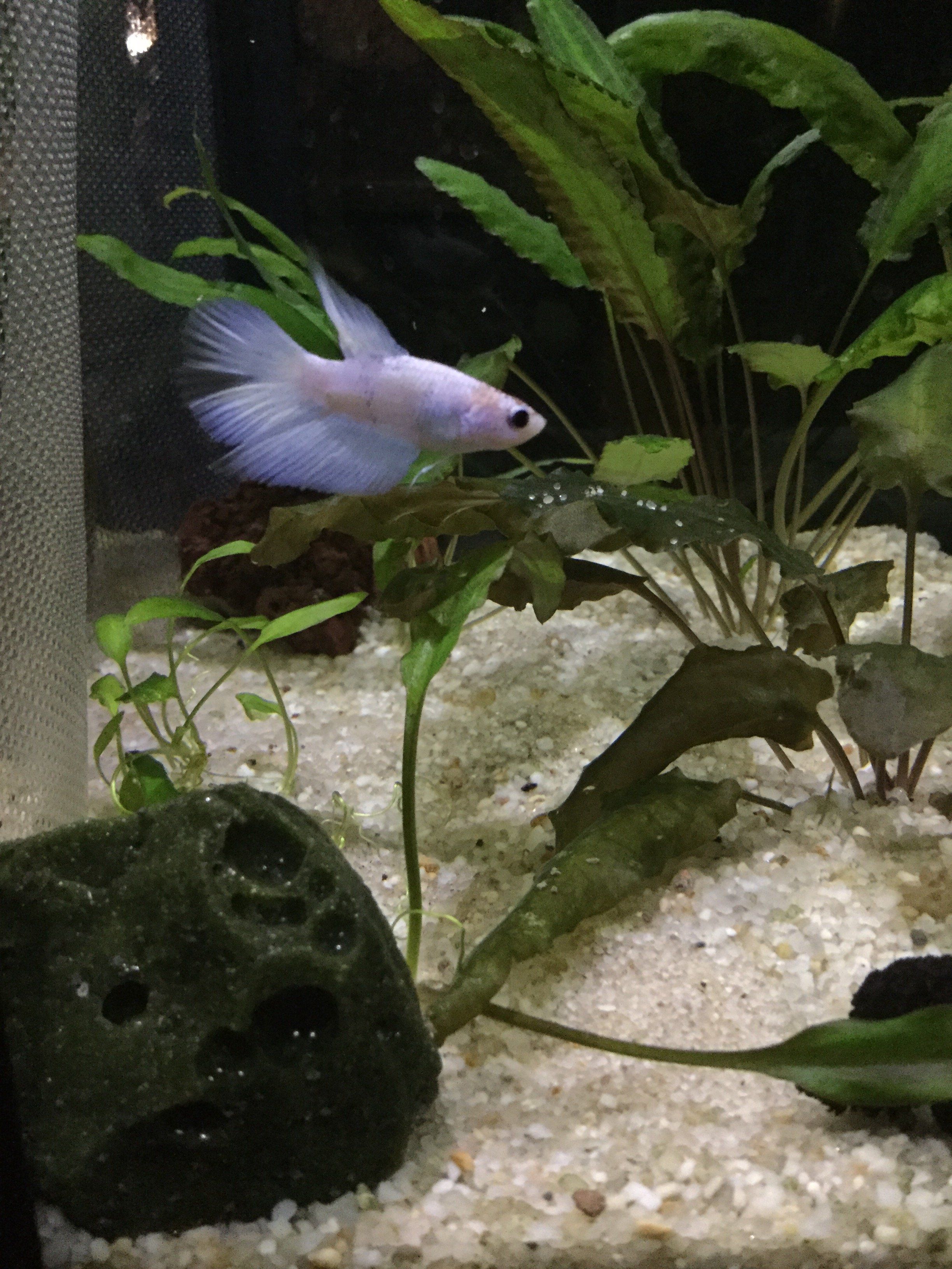 White and blue grizzled delta tail betta.JPG